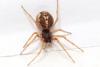 Pachygnatha degeeri